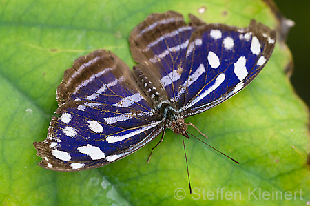 214 Fleck-Schillerfalter - Myscelia cyaniris